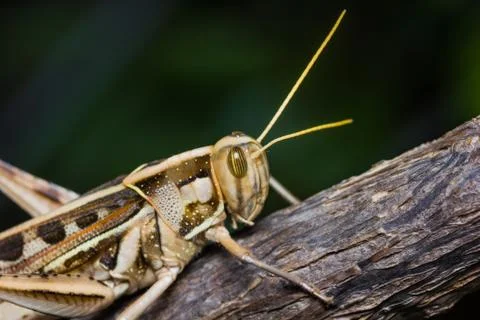 Big grasshopper Stock Photos