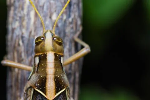 Big grasshopper Stock Photos