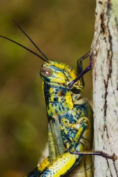 Big grasshopper Stock Photos