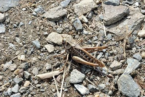 Big grasshopper Stock Photos