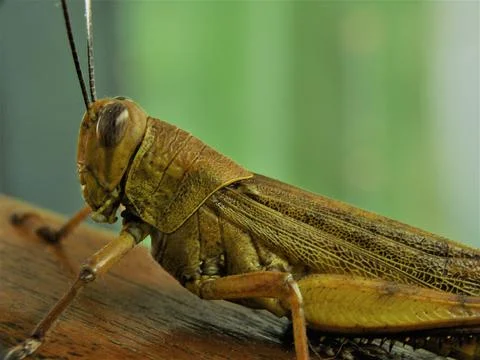 A Big Grasshopper Stock Photos
