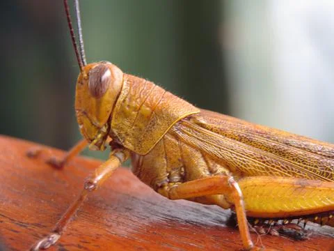 A Big Grasshopper Stock Photos