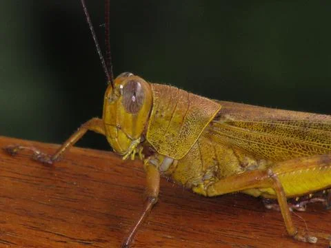 A Big Grasshopper Stock Photos