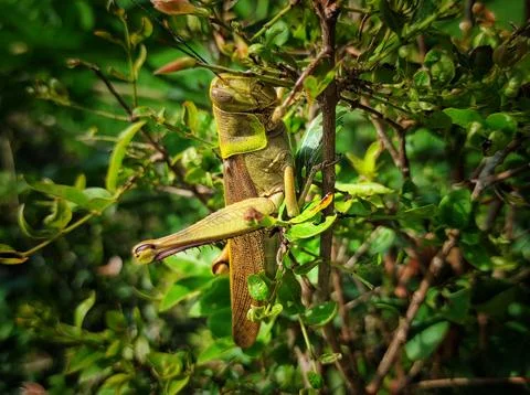 Big grasshopper Stock Photos