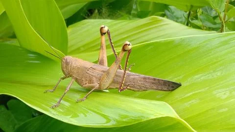 Big grasshopper Stock Photos