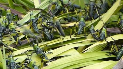 Big Grasshoppers on crops Stock Footage 118994122