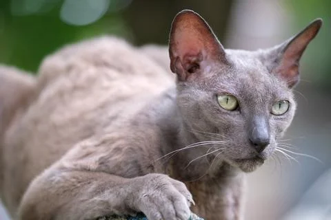 Big gray angry looking Sphinx breed stray cat resting on steet outdoors in Stock Photos