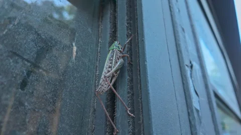 Big gray bush-cricket form climbing dark profile of glass frame at grasshopper Stock Footage 337910350