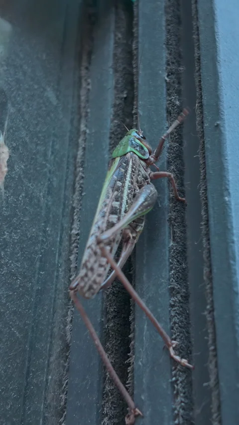 Big gray bush-cricket form climbing dark profile of glass frame at grasshopper Stock Footage 338135654