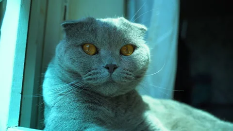 A big gray cat with a blue shade is looking for food Stock Footage 158358690
