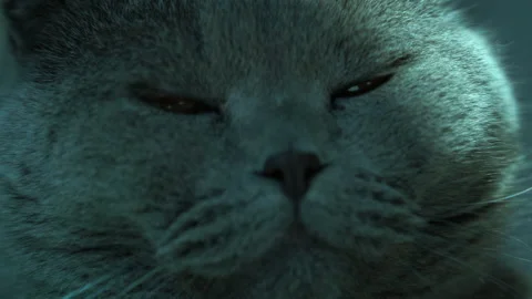A big gray cat with a blue shade falls asleep Stock Footage 158358890