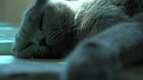 A big gray cat with a blue shade falls asleep Stock Footage 158359649