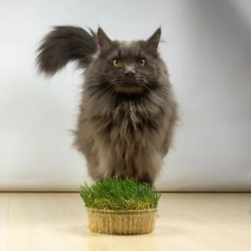 Big gray cat does not want to eat healthy grass with vitamins in quarantine Stock Photos