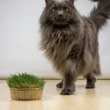Big gray cat does not want to eat healthy grass with vitamins in quarantine Stock Photos