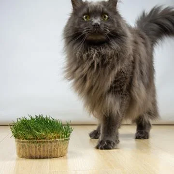 Big gray cat does not want to eat healthy grass with vitamins in quarantine Foto stock