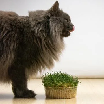 Big gray cat does not want to eat healthy grass with vitamins in quarantine Stock Photos