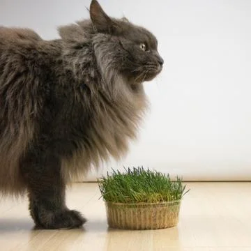 Big gray cat does not want to eat healthy grass with vitamins in quarantine Stock Photos