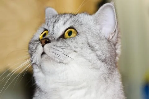 Big gray cat Stock Photos