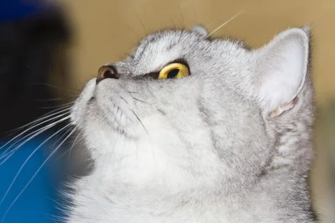 Big gray cat Stock Photos