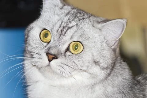 Big gray cat Stock Photos