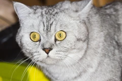 Big gray cat Stock Photos