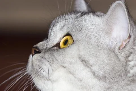 Big gray cat Stock Photos