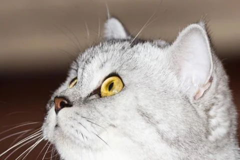 Big gray cat Stock Photos