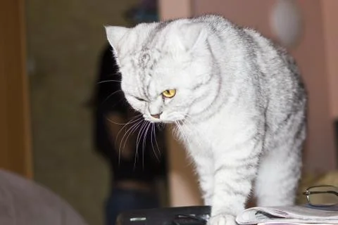 Big gray cat Stock Photos