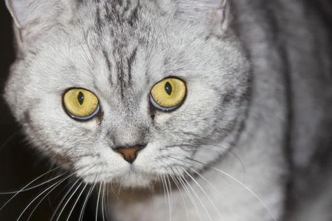 Big gray cat Stock Photos