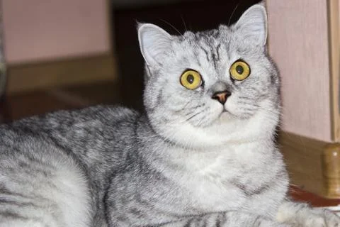 Big gray cat Stock Photos