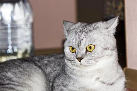 Big gray cat Stock Photos