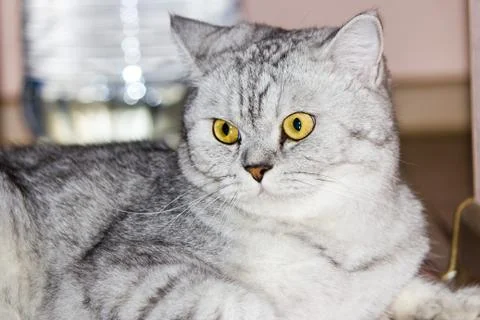 Big gray cat Stock Photos