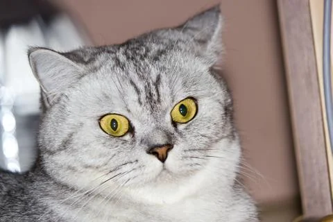 Big gray cat Stock Photos