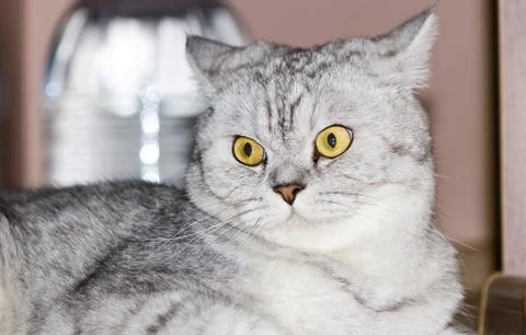 Big gray cat Stock Photos