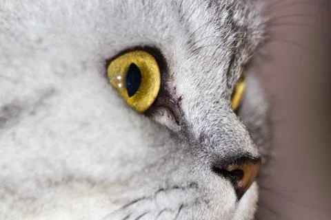Big gray cat Stock Photos