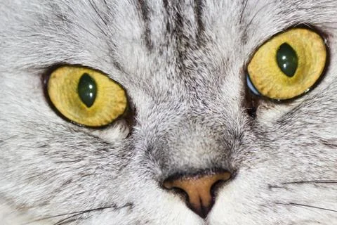 Big gray cat Stock Photos