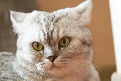 Big gray cat Stock Photos
