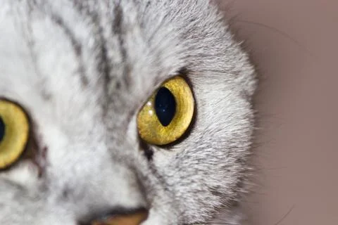 Big gray cat Stock Photos