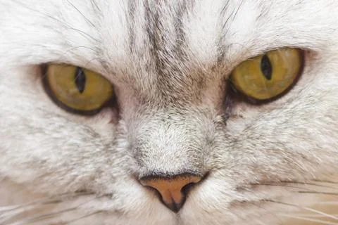 Big gray cat Stock Photos