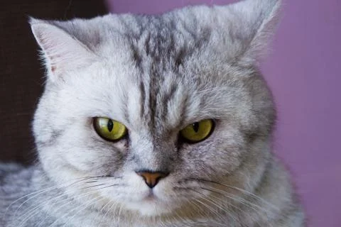 Big gray cat Stock Photos