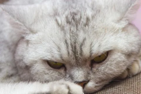 Big gray cat Stock Photos