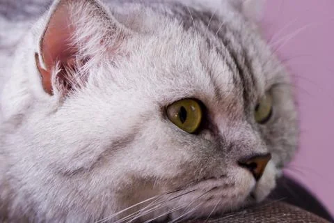 Big gray cat Stock Photos