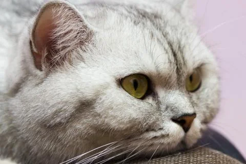 Big gray cat Stock Photos