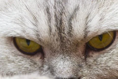 Big gray cat Stock Photos