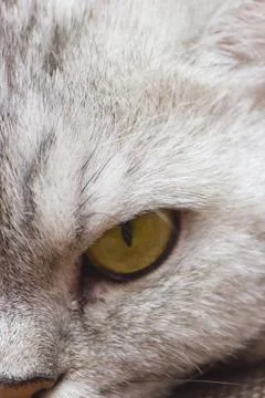 Big gray cat Foto stock