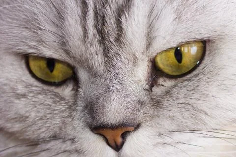 Big gray cat Stock Photos