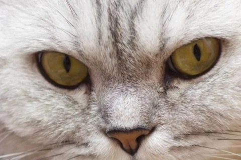 Big gray cat Stock Photos