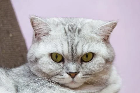 Big gray cat Stock Photos