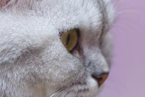 Big gray cat Stock Photos