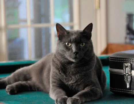 Big Gray Cat on pool table Stock Photos